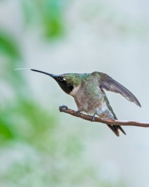 Yetişkin Erkek Yakut Dili Çıkarılmış Sinek Kuşu