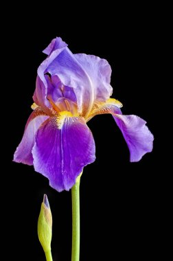 Mor Sakallı Iris Ampulle