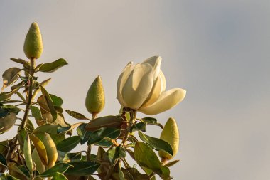 Güney Manolyası Mavi Gökyüzüne Karşı Tomurcuklarla Çiçek Açtı