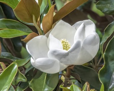 Beyaz Manolya Çiçeği Yakın plan