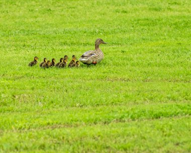 Mallard Kızlarla Yürüyüş