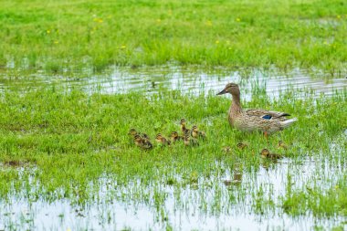 Mallard Tavuğu Ördek Yavrularını İzliyor