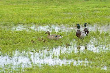 Brood ve Two Drake 'li Mallard Hen