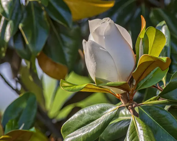 Partially Open Southern Magnolia Blossom