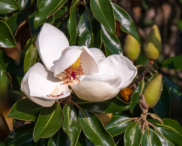 Southern Magnolia Bloom Closeup