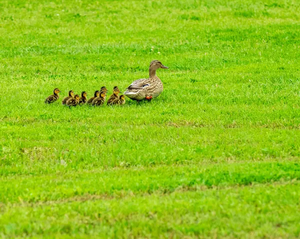 Mallard Kızlarla Yürüyüş