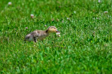 Yaban ördeği burunlu Yonca Çiçeği