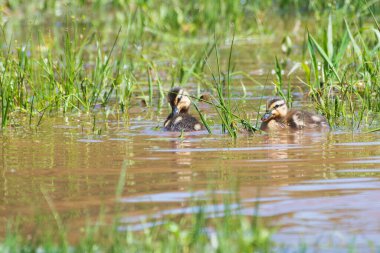 Mallard ördek çifti yüzüyor.