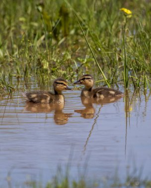  Küçük bir havuzda yüzen Mallard Ördekleri