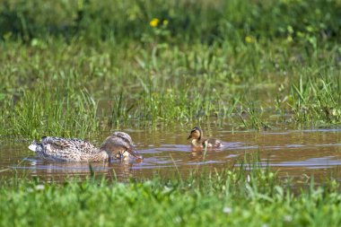 Mallard Hen İki Ördek Yavrusuyla Yüzüyor