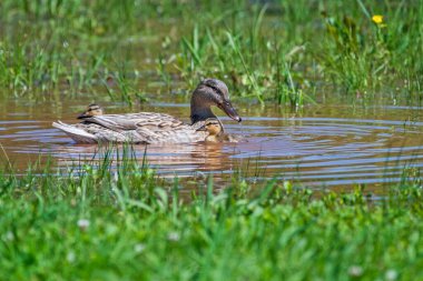 Sığ Suda Ördek Yavrularıyla Mallard Tavuğu