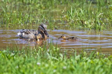 İki Ördekli Mallard Tavuğu