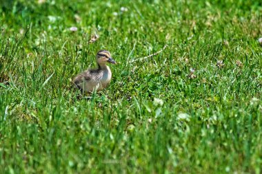 Çimen Tarlasında Bekar Mallard Ördeği