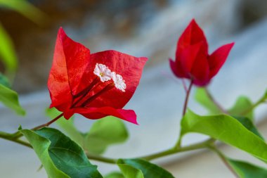Kırmızı Bougainvillea Çiçekleri Yakın plan