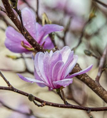 Pembe Japon Manolya Çiçekleri