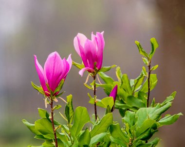 Japon Magnolia Çiçekleri ve Unnopened Bud