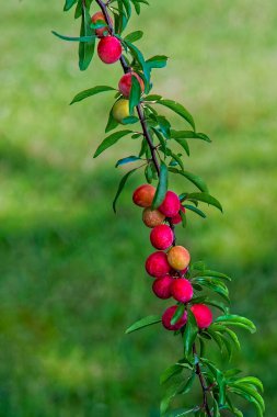 Ağaç dalında olgun erikler