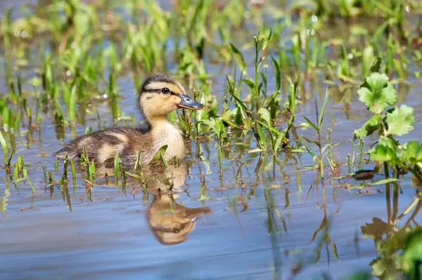 stock image Mallard Duckling with Reflection