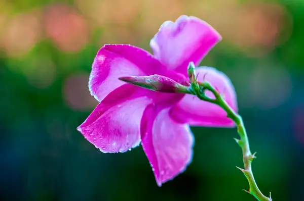 stock image Pink and White Mandevilla Blossom and Unopened Bud