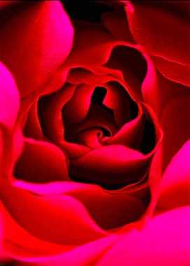 Kırmızı Gül Merkezi Kapanış