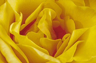 Tek Sarı Gül Kapanışı