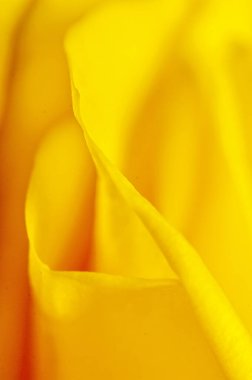 Sarı Gül Yaprakları Yakın plan