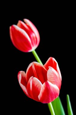 Bir çift Kırmızı ve Beyaz Lale Çiçekleri