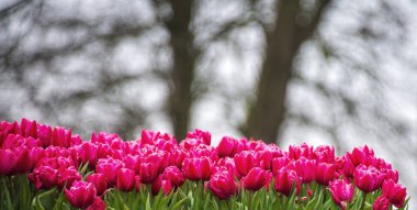 Siluetli Ağaçların Arkaplanına Karşı Kırmızı Laleler