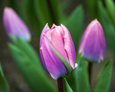 Mor, Pembe ve Beyaz Tonları İçinde Üç Lale Çiçeği