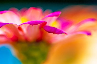 Renkli Pembe Zinnia Çiçek Tarafı Görünümü