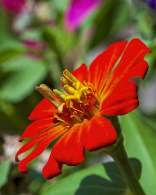 Turuncu Zinnia Bahçede