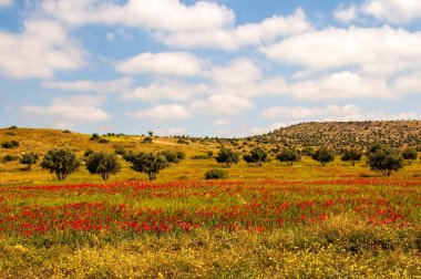 Marakeş, Fas yakınlarındaki gelincikler ve ağaçlar