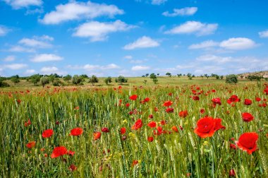 Fas 'ta kırmızı gelincikler