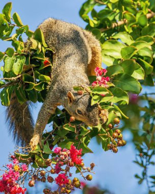 Tilki Sincap Crape Myrtle Ağacında Yiyecek Arıyor