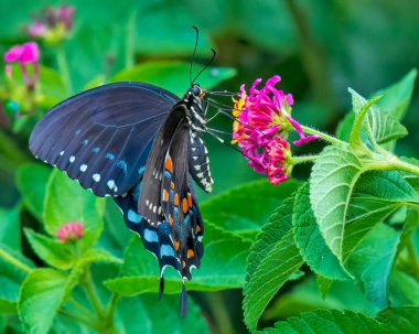 Spicebush Swallowtail Feeding on Lantana Flowers clipart