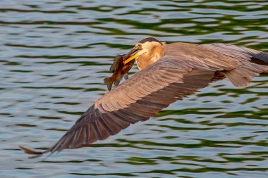 Gagalı Büyük Mavi Balıkçıl