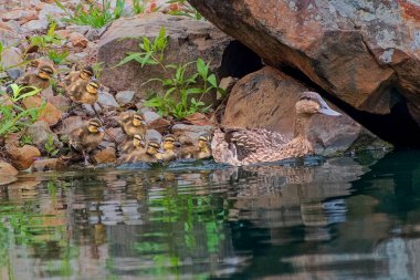 Mallard Tavuğu Yavrularını Suya Koyuyor