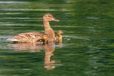 Mallard Hen İki Ördek Yavrusuyla Yüzüyor