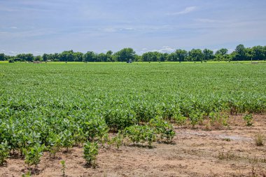 Kuzeybatı Louisiana 'daki soya tarlası.