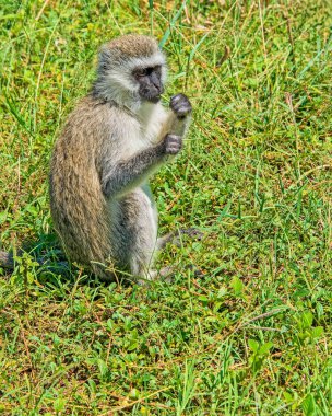 Vervet Maymunu Çimen Bıçakla Besleniyor