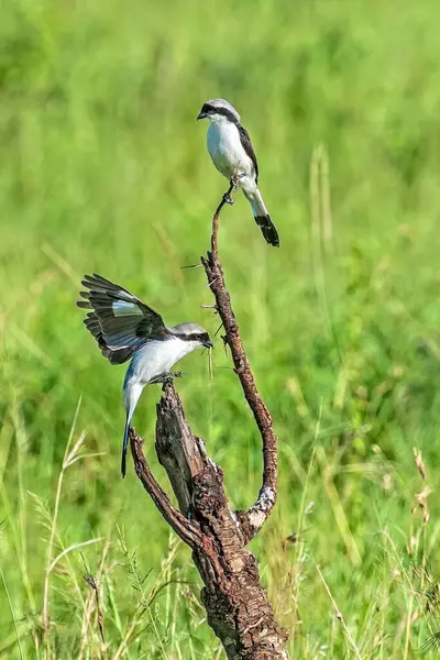 stock image Gray-backed Fiscal Shrike Pair