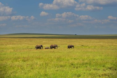 Serengeti 'de Çimenli Ovalarda Yürüyen Filler