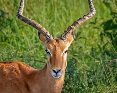 Impala Ram kameraya bakıyor.