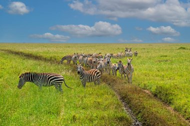 Serengeti 'de Göçmen Zebralar