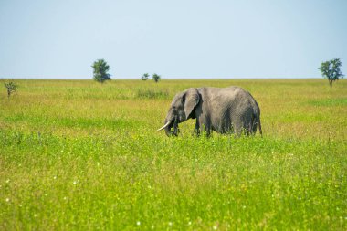 Serengeti 'de fil yürüyüşü