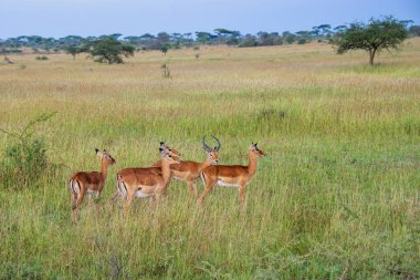 Impala Ram ve koyunların haremi.