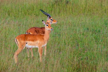 Serengeti 'nin Çimlerinde Duran Erkek ve Dişi Impalas