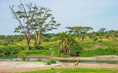 Impala Ram, Serengeti 'deki derenin yanında duruyor.