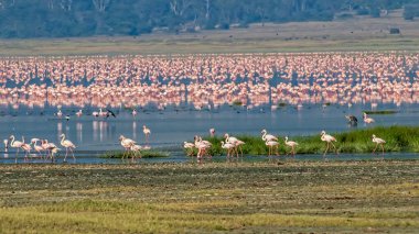 Ngorongoro Krateri 'nde küçük Flamingolar