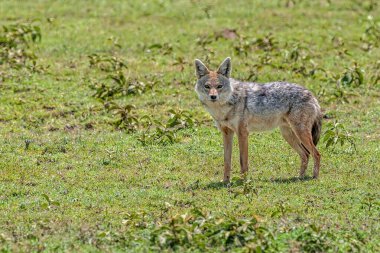 Gümüş sırtlı Çakal Duruyor ve izliyor